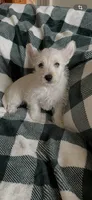 Jake, a male West Highland White Terrier for sale in Culpeper, VA – 1 of 1