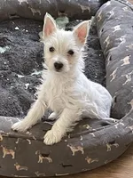 Minnie, a female West Highland White Terrier for sale in Culpeper, VA – Photo 2 of 2