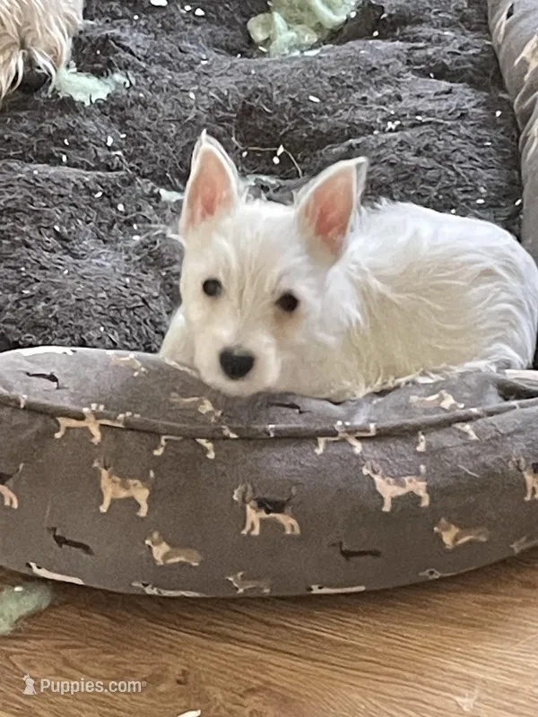 Minnie – West Highland White Terrier puppy for sale in Culpeper, VA
