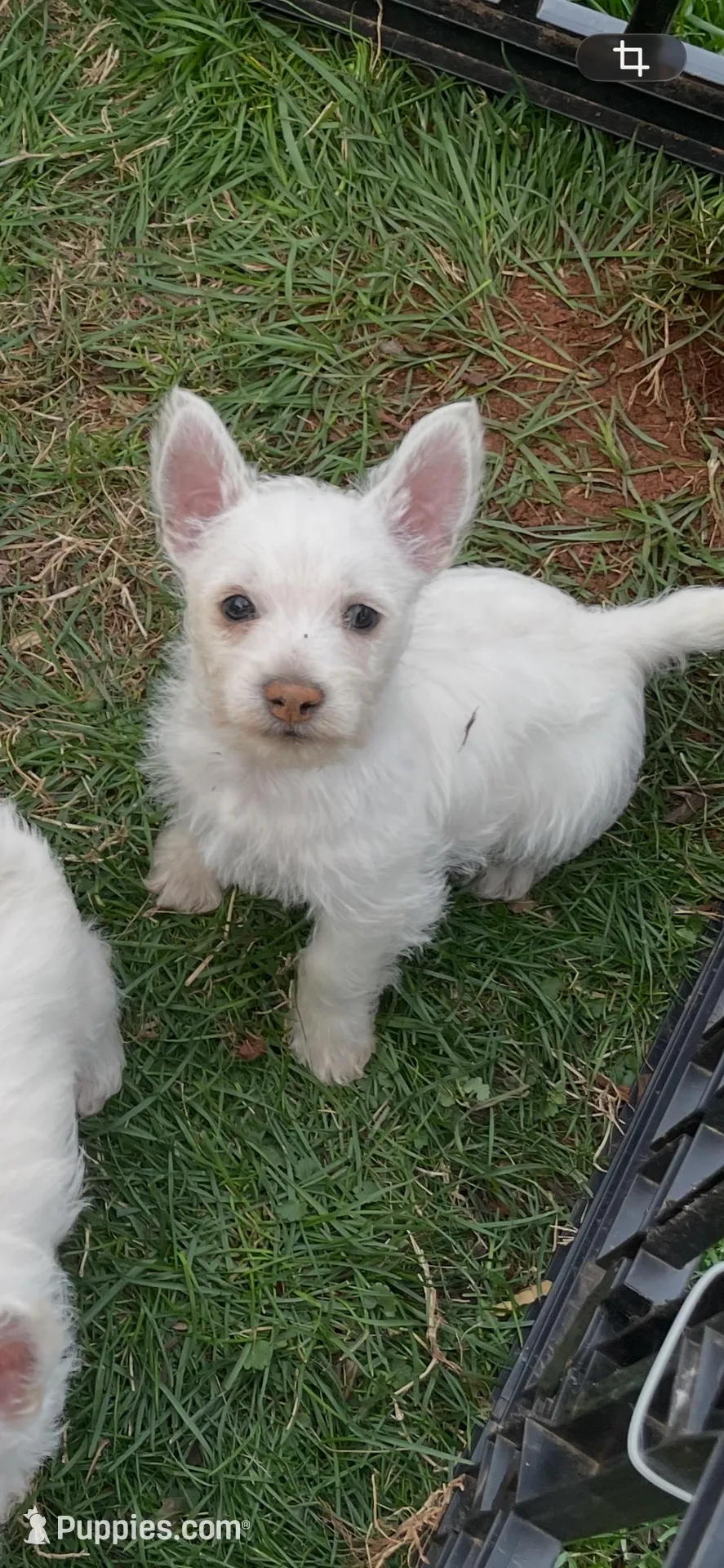 Max, a male West Highland White Terrier for sale in Culpeper, VA – Photo 2 of 3