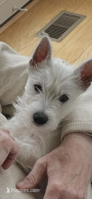 Abbey , a female West Highland White Terrier for sale in Culpeper, VA – 1 of 1