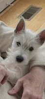 Abbey , a female West Highland White Terrier for sale in Culpeper, VA – 1 of 1