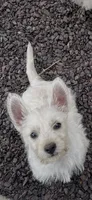 Micky, a male West Highland White Terrier for sale in Culpeper, VA – 2 of 2