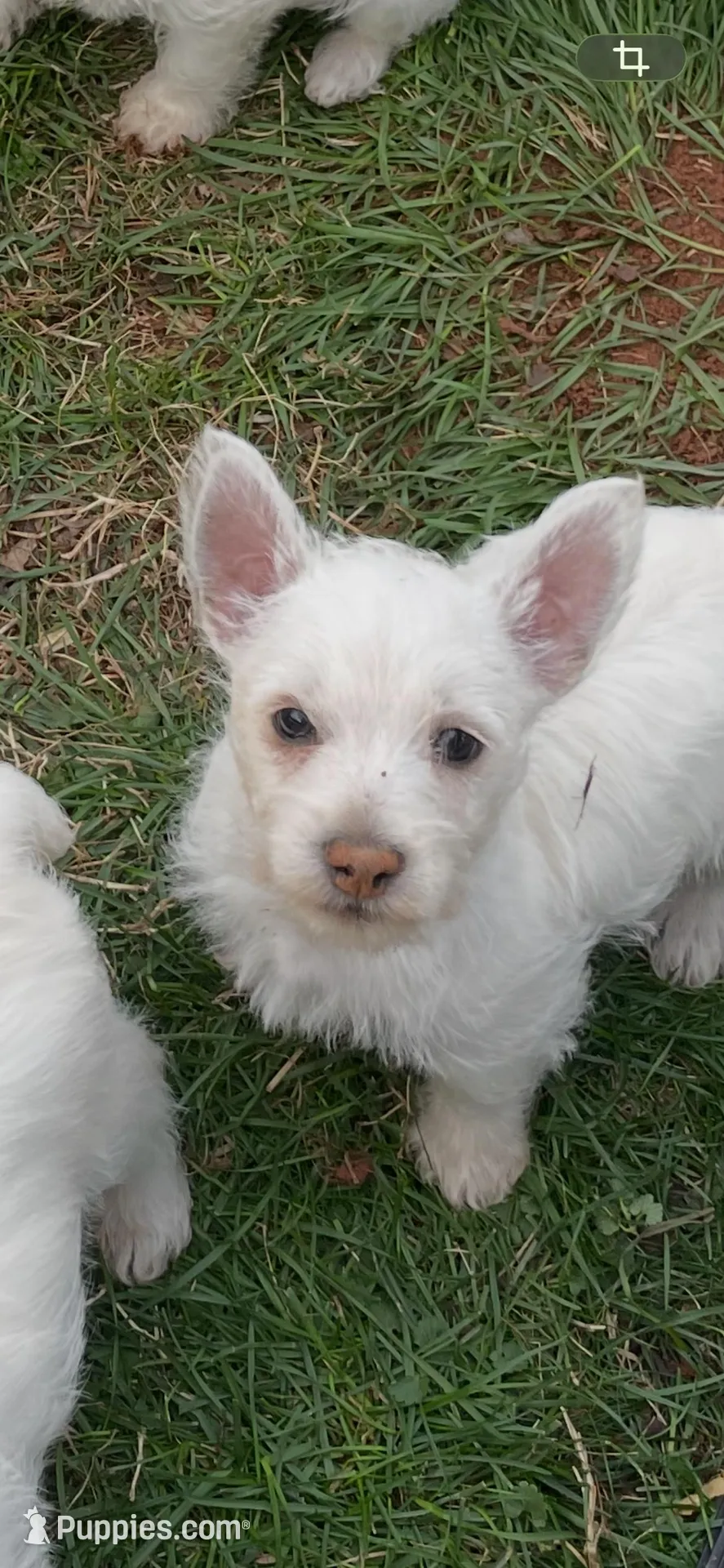 Max, a male West Highland White Terrier for sale in Culpeper, VA – Photo 3 of 3