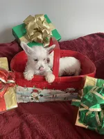 processed/b05b4d26-245b-4693-9e22-0ffed991b76f/listing/d3498633-205b-48cd-ba4f-f74d3e0f9c92/45db3082-87c7-4e81-920d-db6be34a6ca2