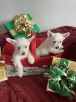 processed/b05b4d26-245b-4693-9e22-0ffed991b76f/listing/d3498633-205b-48cd-ba4f-f74d3e0f9c92/919ce42d-d897-4214-bbd3-8e1f83b855e8