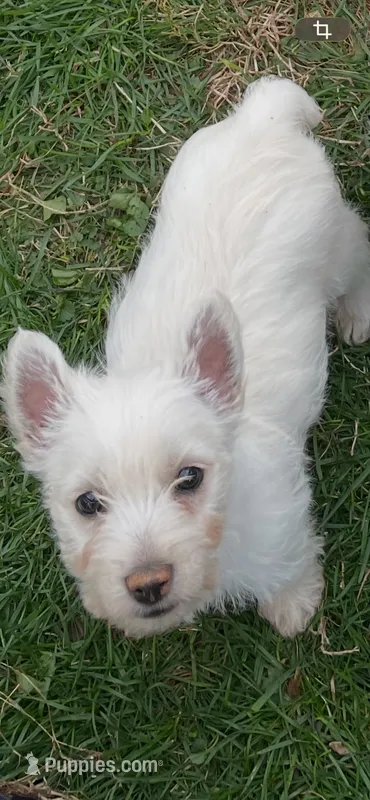 Max – West Highland White Terrier puppy for sale in Culpeper, VA