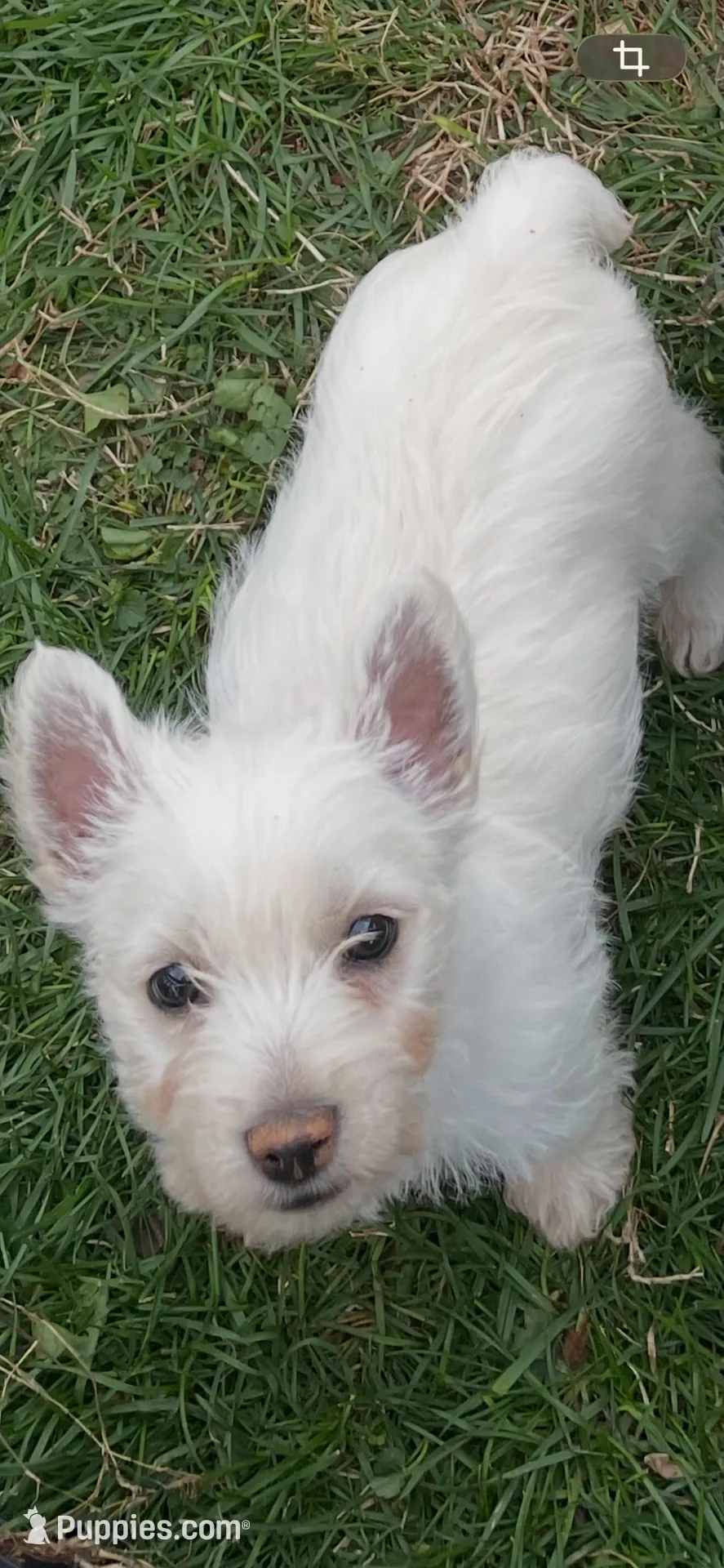 Max, a male West Highland White Terrier for sale in Culpeper, VA – Photo 1 of 3