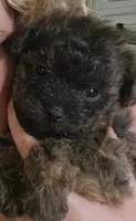 Mocha, a female Yorkipoo for sale in Saint Peters, MO – 2 of 10