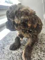 Mocha, a female Yorkipoo for sale in Saint Peters, MO – 6 of 10
