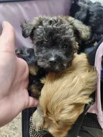 Mocha, a female Yorkipoo for sale in Saint Peters, MO – 4 of 10