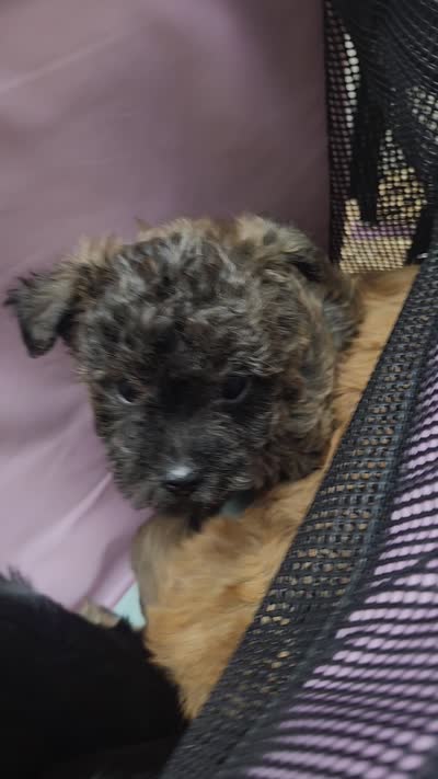 Mocha, a female Yorkipoo for sale in Saint Peters, MO – 9 of 10