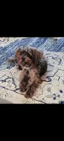 Mocha, a female Yorkipoo for sale in Saint Peters, MO – 7 of 10