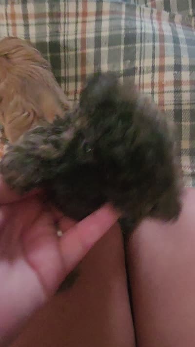 Mocha, a female Yorkipoo for sale in Saint Peters, MO – 10 of 10
