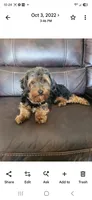Mocha, a female Yorkipoo for sale in Saint Peters, MO – 8 of 10