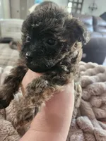 Mocha, a female Yorkipoo for sale in Saint Peters, MO – 5 of 10