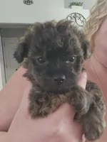 Mocha, a female Yorkipoo for sale in Saint Peters, MO – 3 of 10