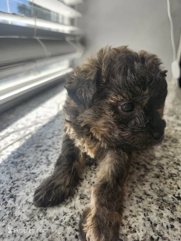 Mocha – Yorkipoo puppy for sale in Saint Peters, MO