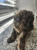 Mocha, a female Yorkipoo for sale in Saint Peters, MO – 1 of 10