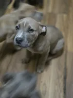 processed/b05cf01f-868d-48cf-baf1-e7df4fa6c7f3/listing/1f2226e5-453d-4bb7-833d-87767eec9941/78206a83-18a4-4a52-a014-3f691d559e0b