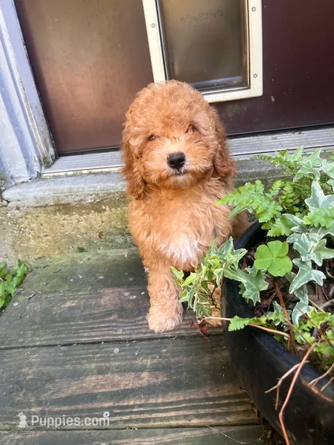 Hansel – Poodle - Miniature  puppy for sale in Houston, TX