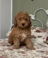 Hansel, a male Poodle - Miniature  for sale in Conroe, TX – 3 of 3