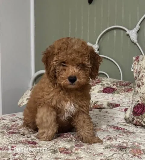 Hansel – Poodle - Miniature  puppy for sale in Conroe, TX