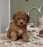 Hansel, a male Poodle - Miniature  for sale in Conroe, TX – 1 of 3