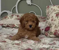 Hansel, a male Poodle - Miniature  for sale in Conroe, TX – 2 of 3