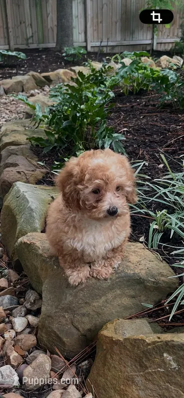 Gretel – Poodle - Miniature  puppy for sale in Conroe, TX