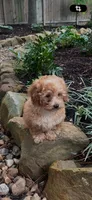 Gretel, a female Poodle - Miniature  for sale in Conroe, TX – 1 of 2