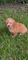 Gretel, a female Poodle - Miniature  for sale in Conroe, TX – 2 of 2