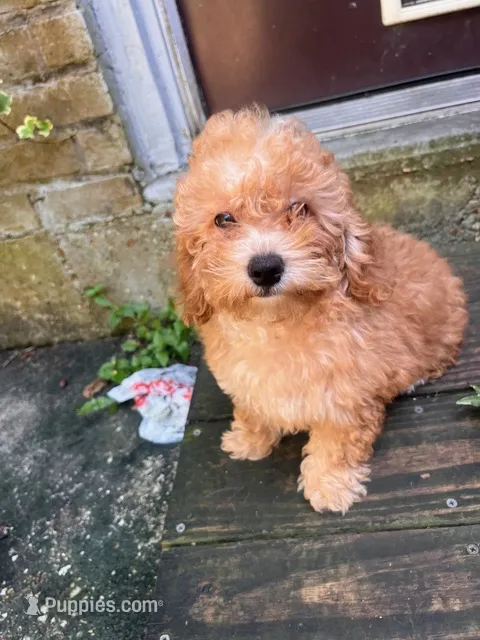 Gretel – Poodle - Miniature  puppy for sale in Houston, TX