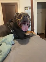 Chief , a male American Pit Bull Terrier for sale in Green Bay, WI – 3 of 5