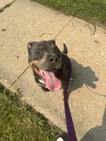 Chief , a male American Pit Bull Terrier for sale in Green Bay, WI – 5 of 5