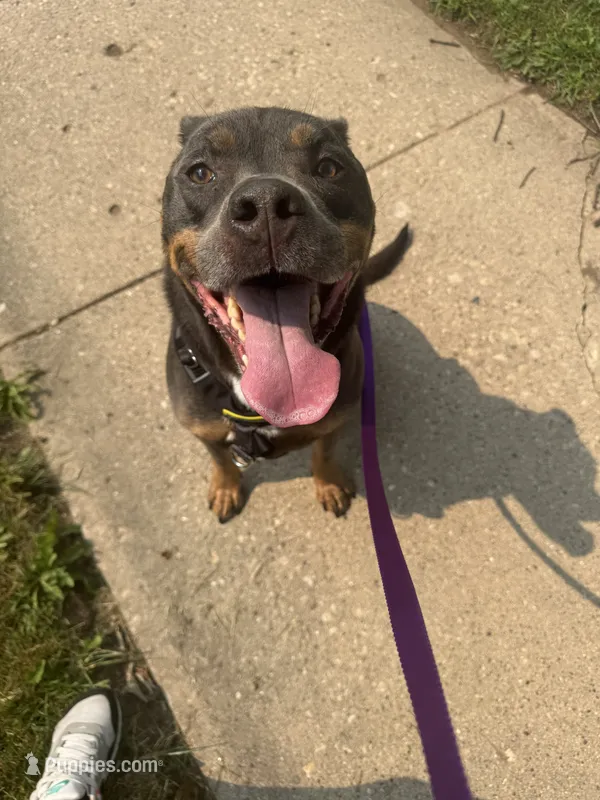 Chief  – American Pit Bull Terrier puppy for sale in Green Bay, WI