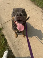 Chief , a male American Pit Bull Terrier for sale in Green Bay, WI – 1 of 5