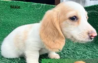 Harley, a male Miniature Dachshund for sale in Seagoville, TX – 3 of 3