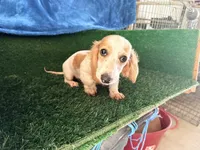 Harley, a male Miniature Dachshund for sale in Seagoville, TX – 2 of 3