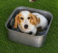 Harley, a male Miniature Dachshund for sale in Seagoville, TX – 1 of 3