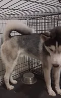 Legacy, a male Siberian Husky for sale in Deckerville, MI – 2 of 6