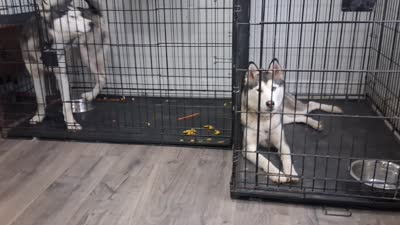 Legacy, a male Siberian Husky for sale in Deckerville, MI – 6 of 6