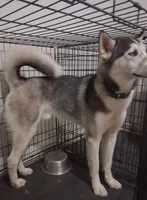 Legacy, a male Siberian Husky for sale in Deckerville, MI – 4 of 6