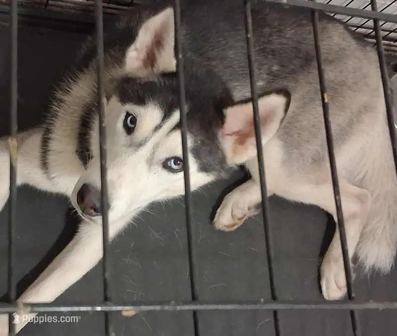 Legacy – Siberian Husky puppy for sale in Deckerville, MI