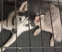 Legacy, a male Siberian Husky for sale in Deckerville, MI – 1 of 6
