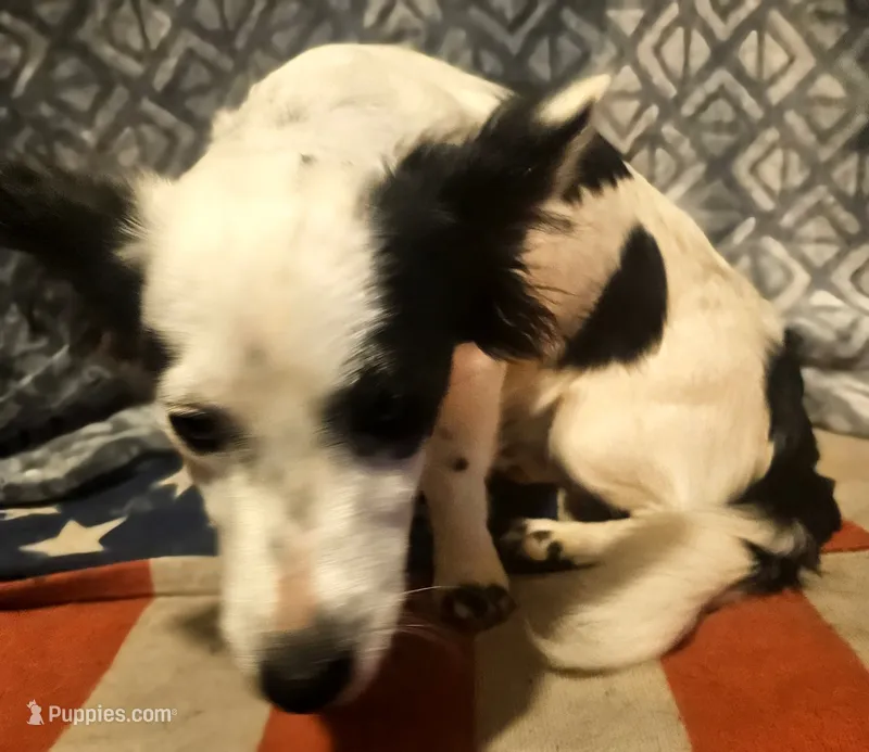 Elmo (Trained) – Chihuahua puppy for sale in Cape Girardeau, MO