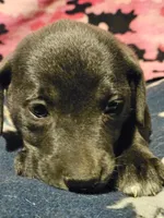 Filly (Lilac Color), a female Border Collie for sale in Cape Girardeau, MO – 1 of 9