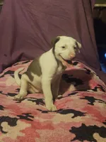 Suzy (Call-Text), a female Border Collie for sale in Cape Girardeau, MO – 8 of 10