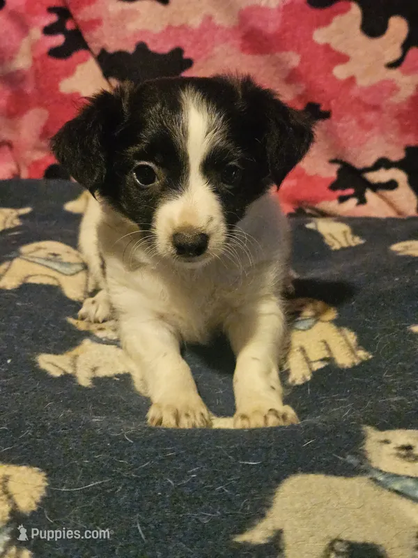 Price (T-Cup) – Chihuahua puppy for sale in Cape Girardeau, MO