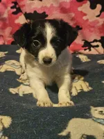 Price (Teddy Bear Chihuahua), a female Chihuahua for sale in Cape Girardeau, MO – 2 of 10